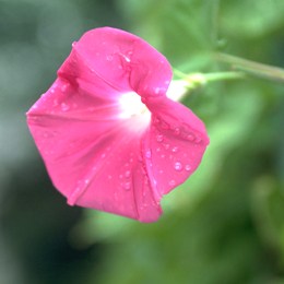 アサガオの花