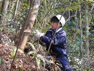 木を切る生徒