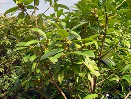 タラヨウの木