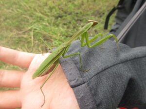 チョウセンカマキリ