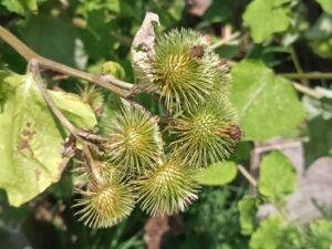 ゴボウの花