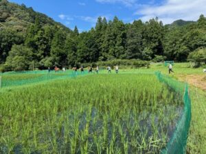 刈草を運ぶ様子